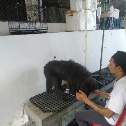 Saving Blacky, the dog