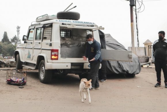 February Report from Darjeeling Animal Shelter (DAS)