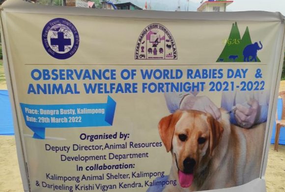 Weekly report update from Kalimpong &Darjeeling Animal Shelter