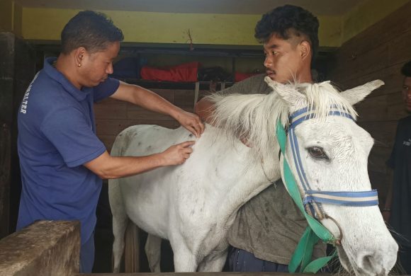 Health camp for the Ponies